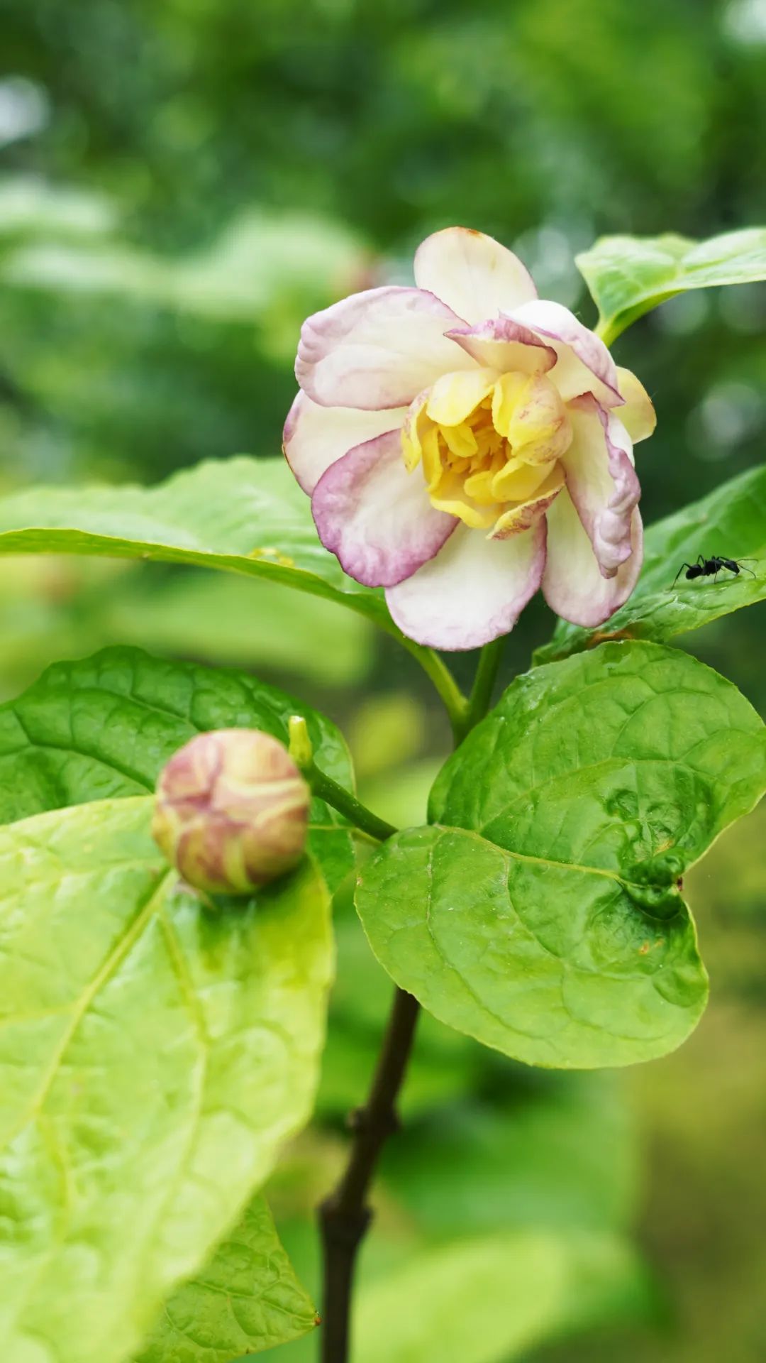 夏蜡梅(黄业钦 摄)
