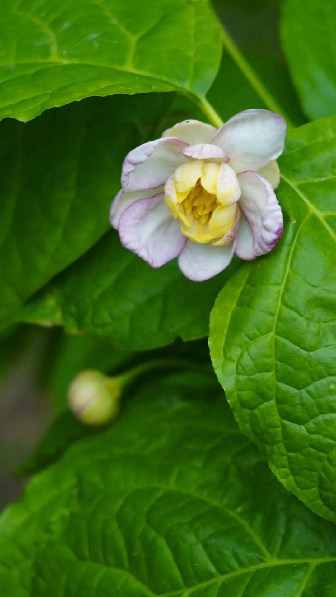 夏蜡梅(黄业钦 摄)