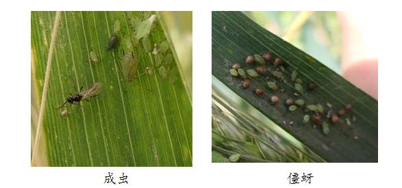 图5:蚜茧蜂及寄生形成的僵蚜(摄影:张智)