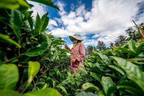 　　茶农在位于云南省西双版纳傣族自治州勐海县的国家种质大叶茶树资源圃采茶（5月10日摄）。新华社记者 江文耀 摄