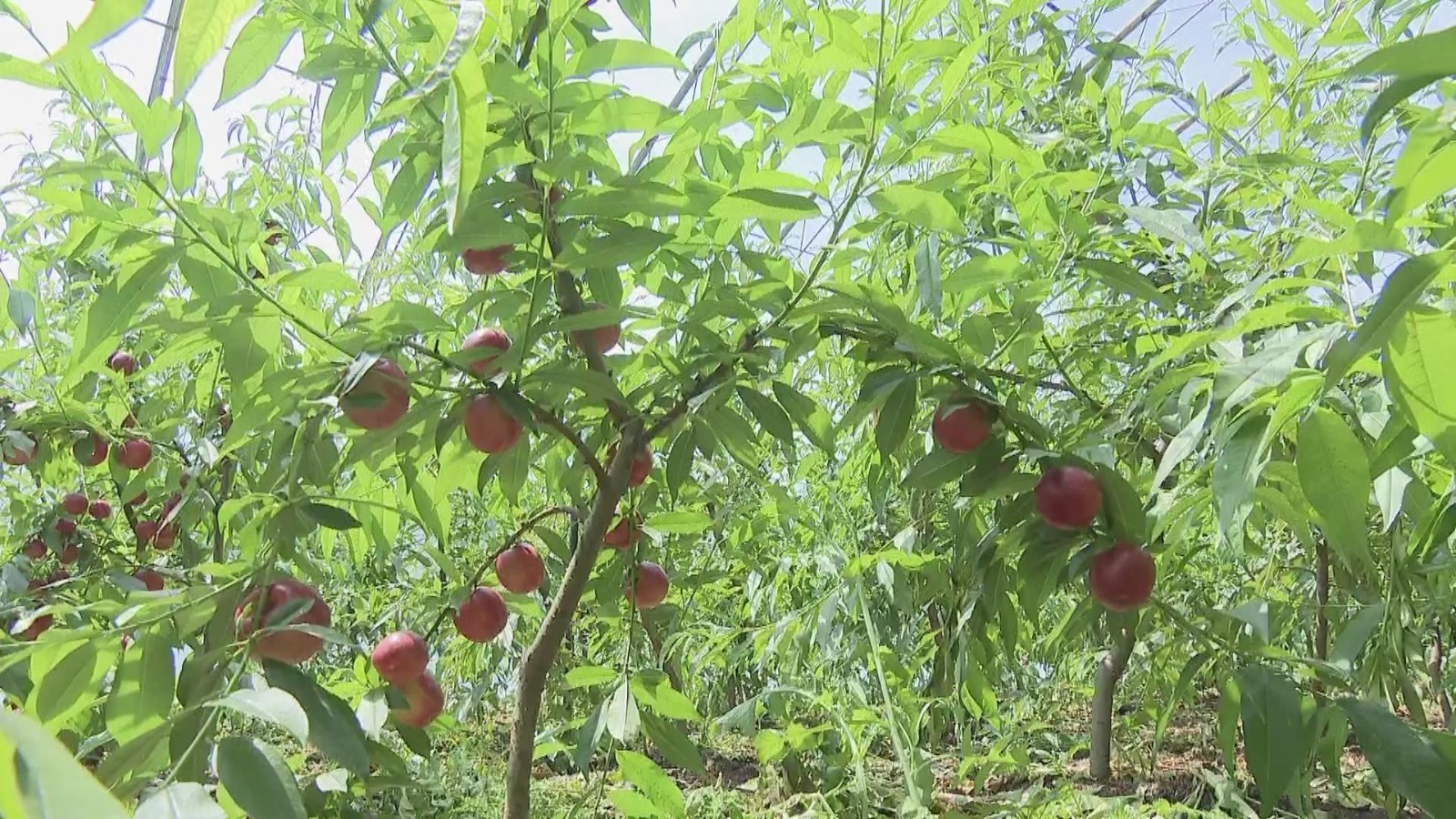 大棚桃种植新技术助力乡村振兴