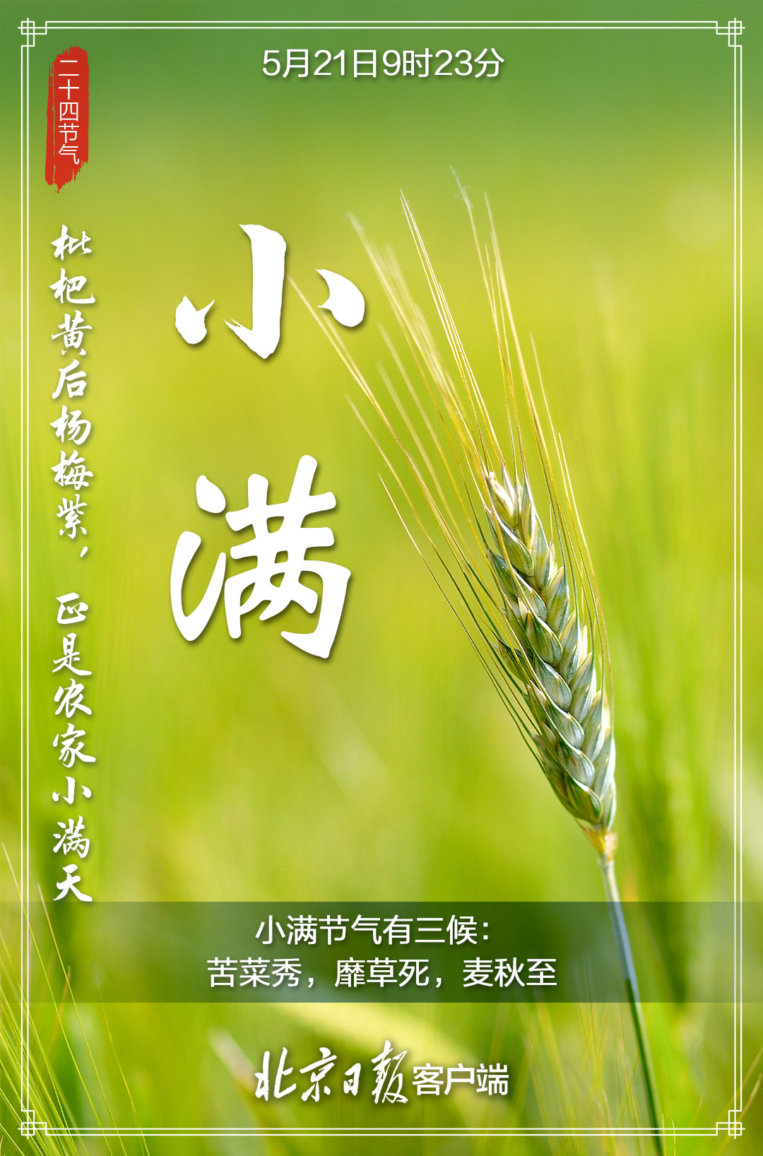 小满节气有三候:苦菜秀,靡草死,麦秋至夏收,夏种,夏管的"三夏"序幕拉