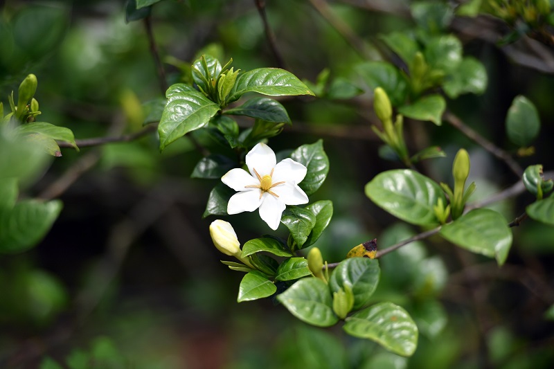 宁乡市花——栀子花。新华社记者 陈振海 摄