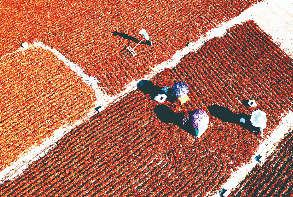 图为古龙镇合隆村村民在晒场晒八角.(藤县县委宣传部供图)