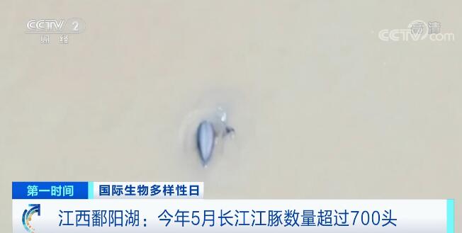 “水中大熊猫”长江江豚数量已增加至700余头