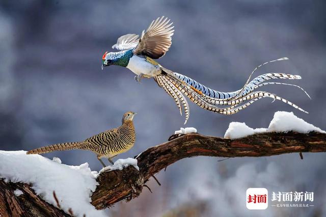 白腹锦鸡.艾雅康 摄