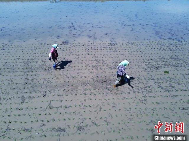 本文转自【中国新闻网】； 农民在补秧苗 苍雁 摄