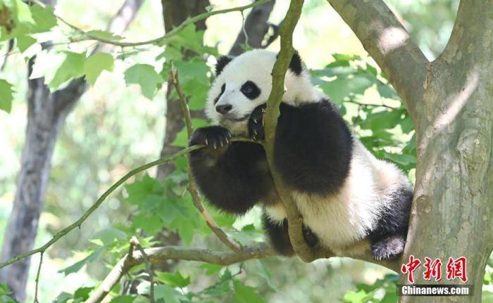 资料图:在树上卖萌的大熊猫. 安源 摄