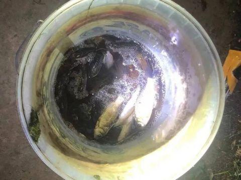 2男子电鱼被抓!义乌警方提醒……_新浪财经_新浪网