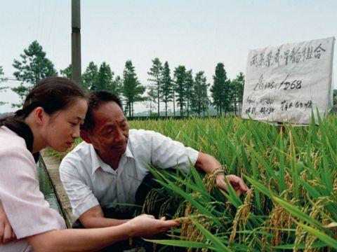 袁隆平逝世一周年身边人追忆直到最后他还在一刻不停想着杂交水稻