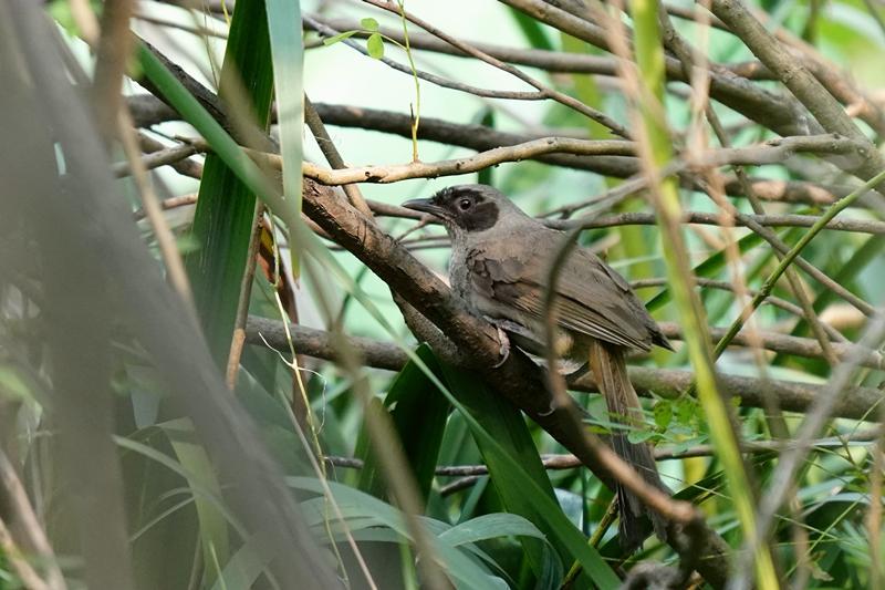 黑脸噪鹛（2021年8月30日发现于翠湖湿地公园）