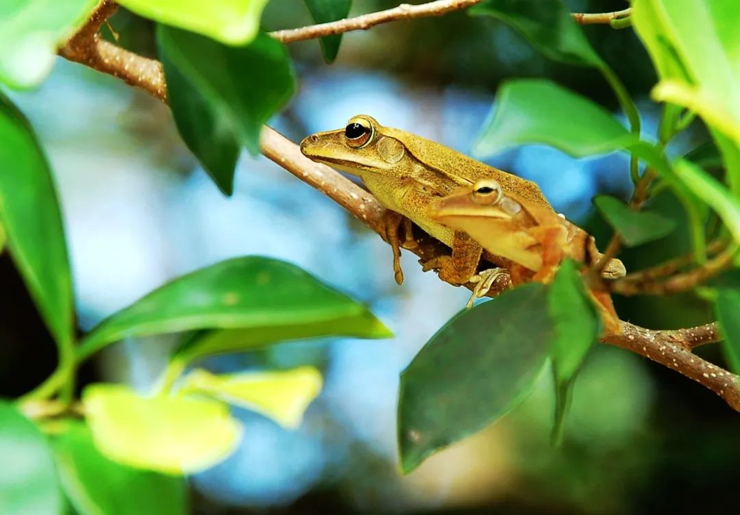 映象八桂|广西十万大山自然保护区:夏季动物野趣多|广西_新浪财经_新