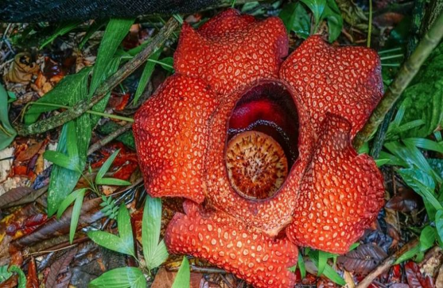 大王花:印度尼西亚国花