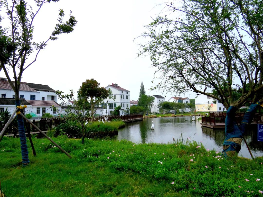 瞧这个名叫新市村的苏南小村里新事儿有挺多我们的新时代