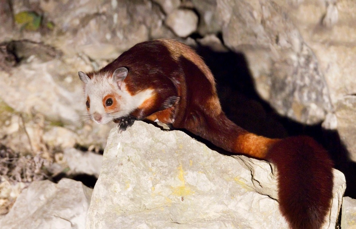 湖北竹山一只红白鼯鼠夜访村民家目击者它从天而降滑翔进厨房已被放生