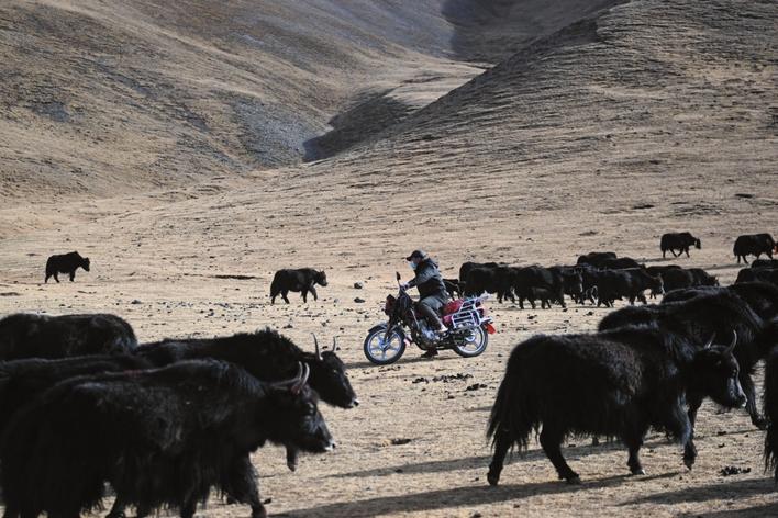 新华社记者张龙摄2月23日,"玉树牦牛进北京"恳谈会暨玉树牦牛美食品鉴