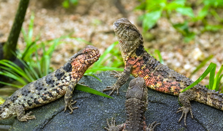 ①穿山甲②豹猫③海南虎斑鳽④瑶山鳄蜥
