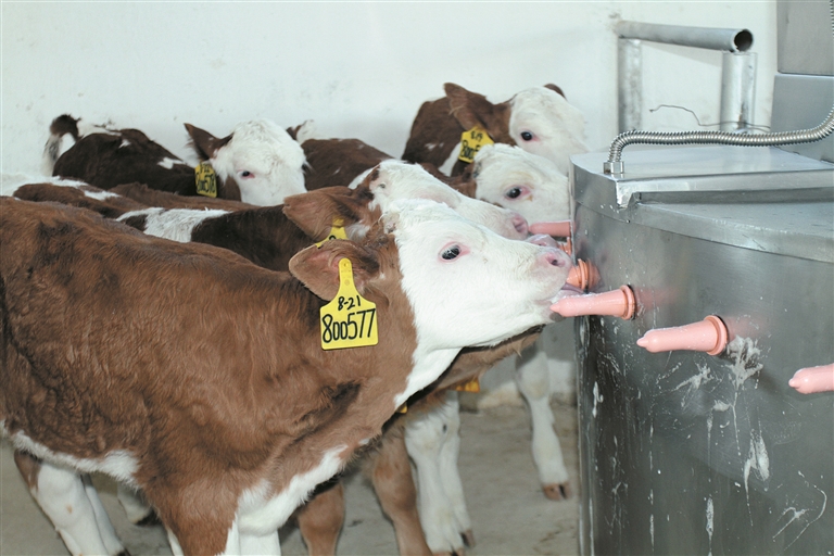 ◀创锦牧业标准化养牛场一隅（资料图片）。 刘雪峰 摄