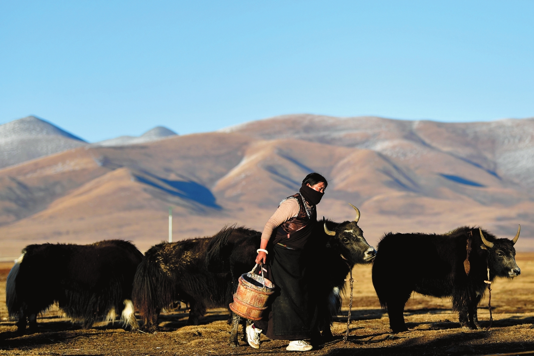 2020年10月28日在青海省玉树藏族自治州称多县珍秦镇,牧民准备给牦牛