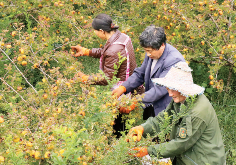 村民在碧海街道西冲社区党支部领办的刺梨种植基地里采摘刺梨.