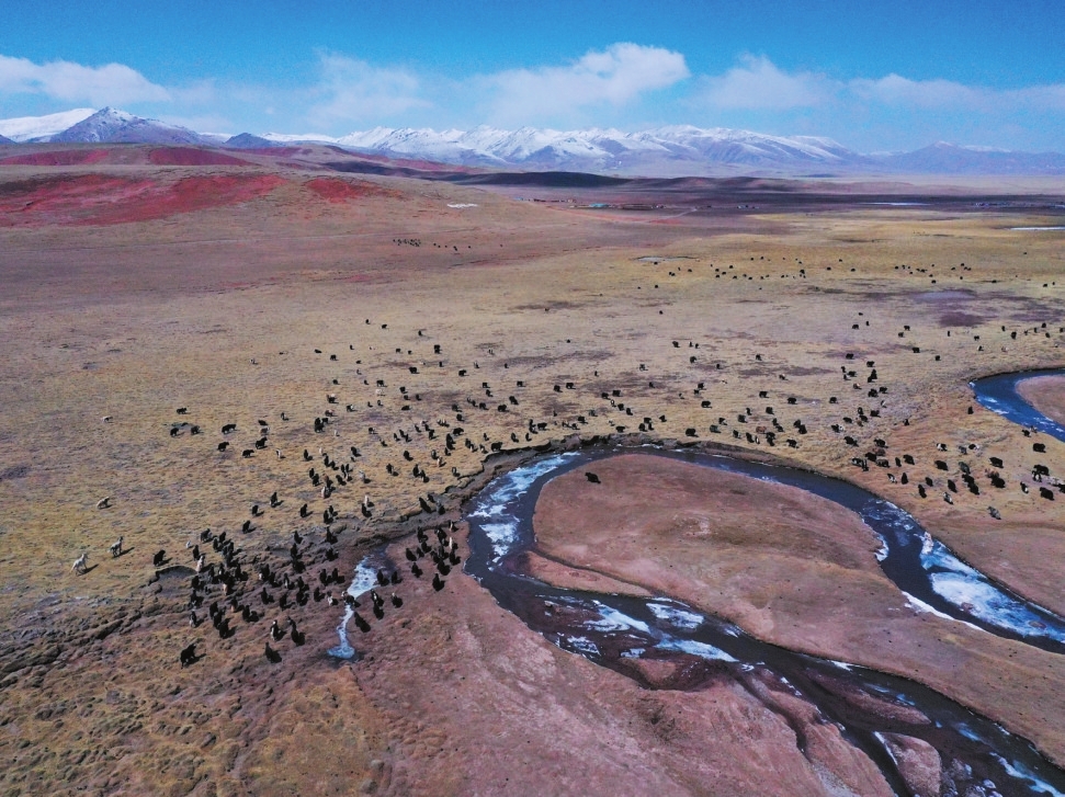 4月19日,在青海省玉树藏族自治州治多县,牦牛在觅 食(无人机照片).