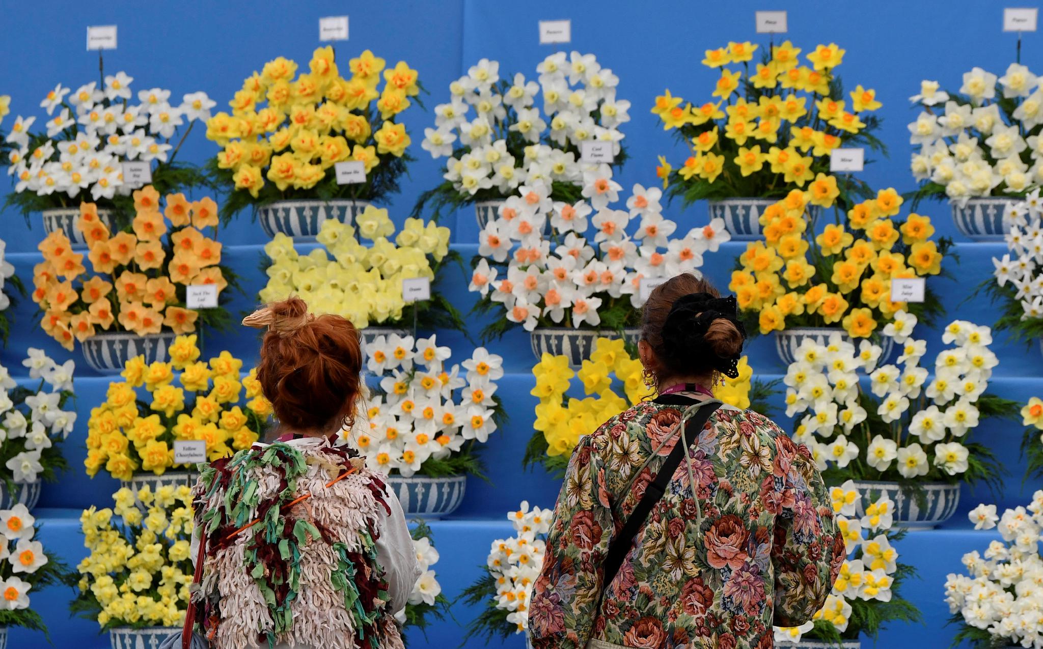 英国切尔西花展媒体预展举行娇艳鲜花婀娜多姿 英国 新浪财经 新浪网 英国切尔西花展媒体预展举行娇艳鲜花婀娜多姿 英国 新浪财经 新浪网