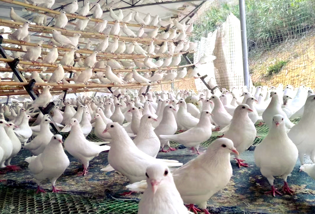 年产值6亿元的小鸽子,带动清远农民增收致富