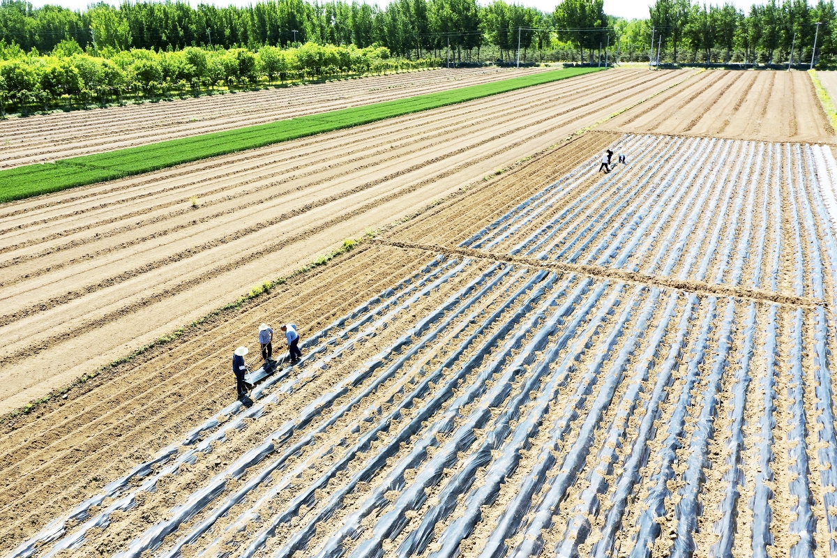 永乐店镇完成土地整理15万亩