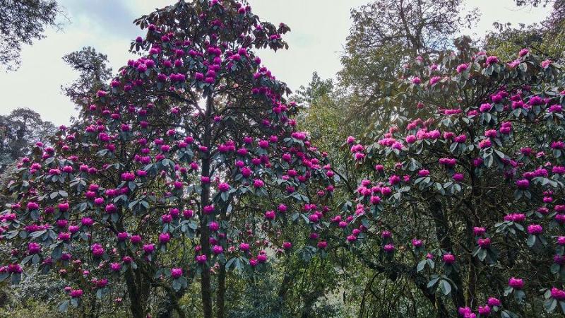 高黎贡山大树杜鹃(2月26日摄).(邵维岑 摄)