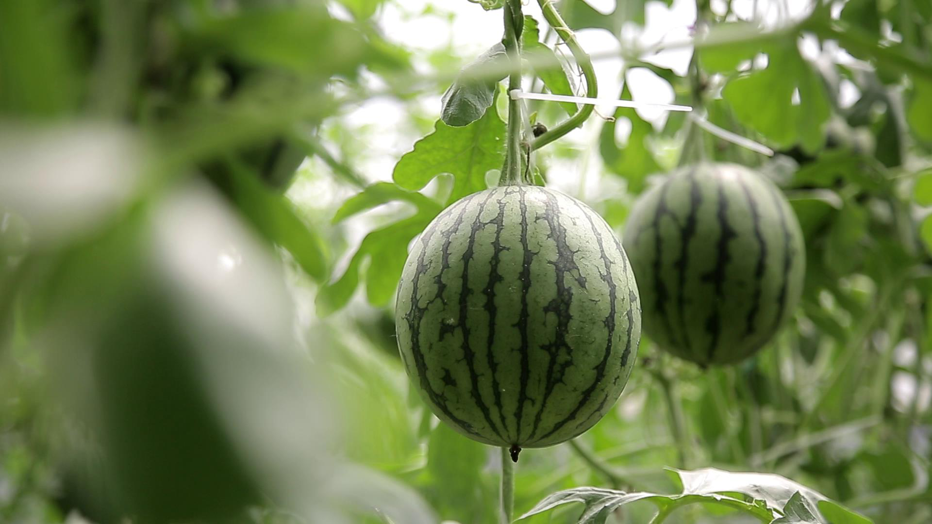 循着地标品京郊小满大兴西瓜甜了