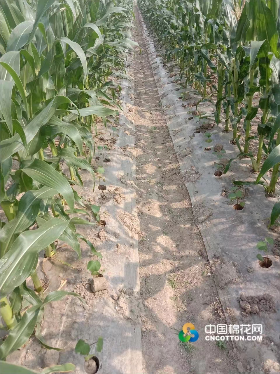 玉米套种的移栽棉苗