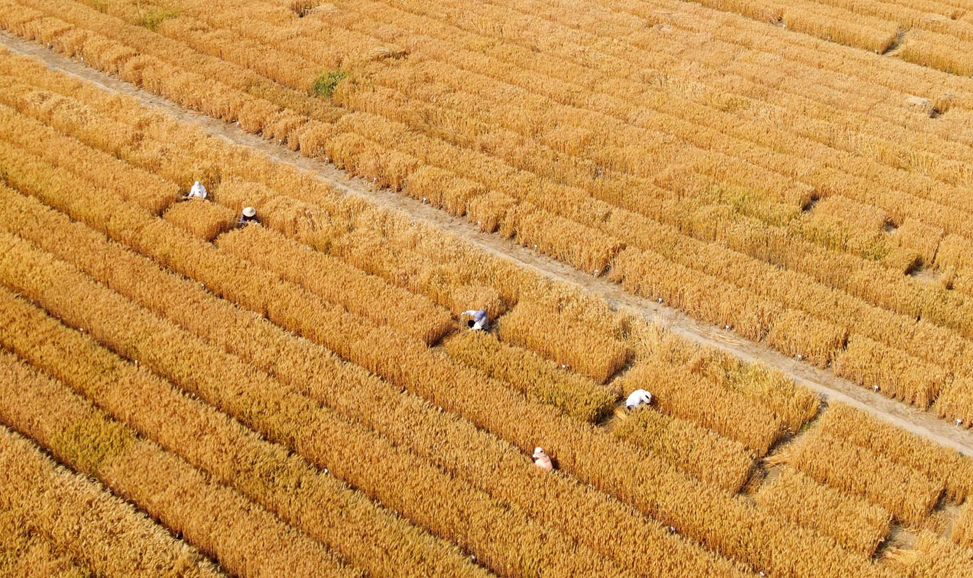 江苏里下河地区农科所麦田金黄. 孟德龙 摄