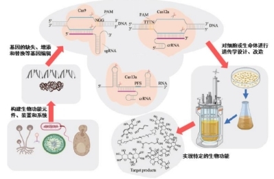 资料来源:《crispr 技术在微生物合成生物学中的应用》(汪莲,王浩君