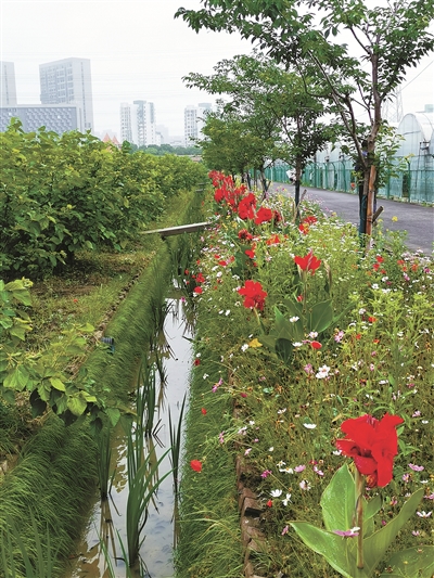 打造 美丽田园生态系统|农业农村_新浪财经_新浪网