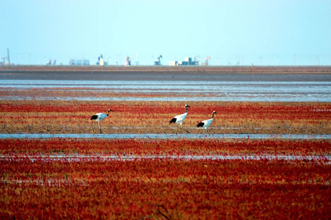 大美中国i自然山东东营醉美黄河口湿地