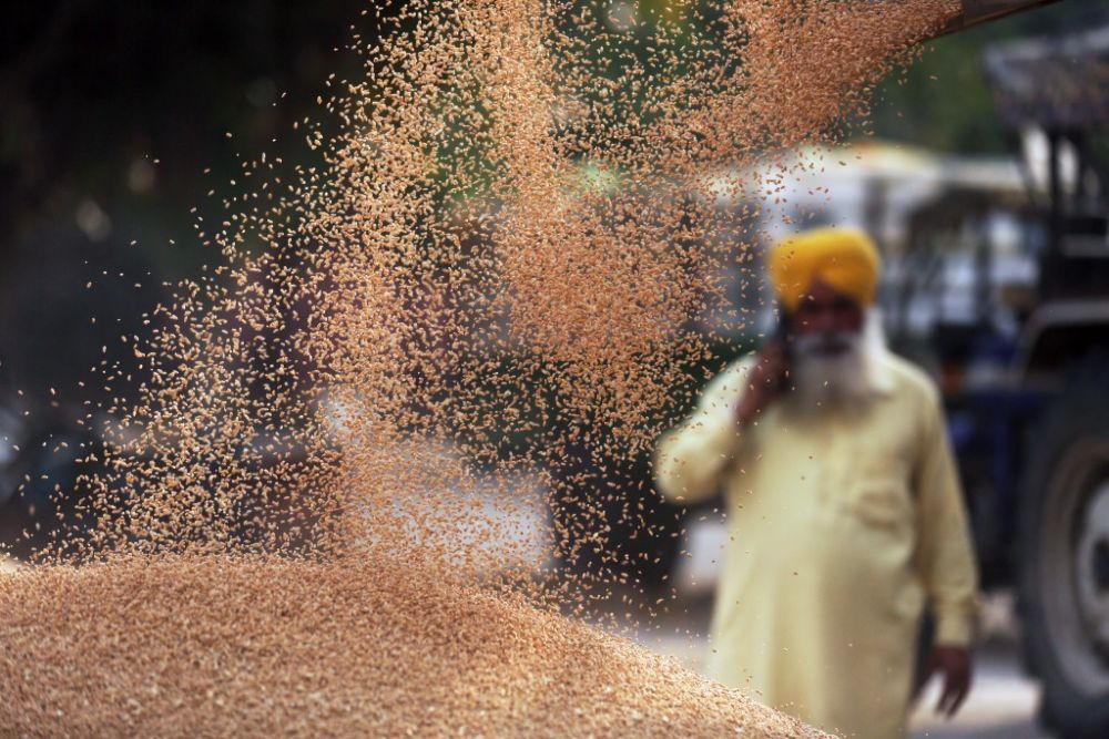 这是2022年4月19日在印度旁遮普邦阿姆利则拍摄的小麦收货的场景 图片开端：新华社