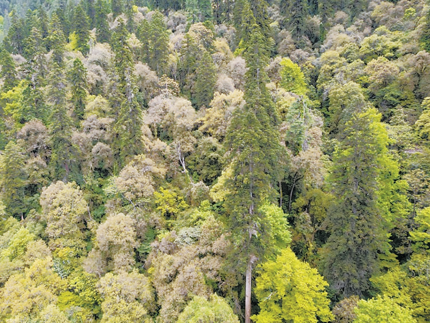 　　云南黄果冷杉原始森林，居中树木高度为83.2米。（中科院植物研究所供图）