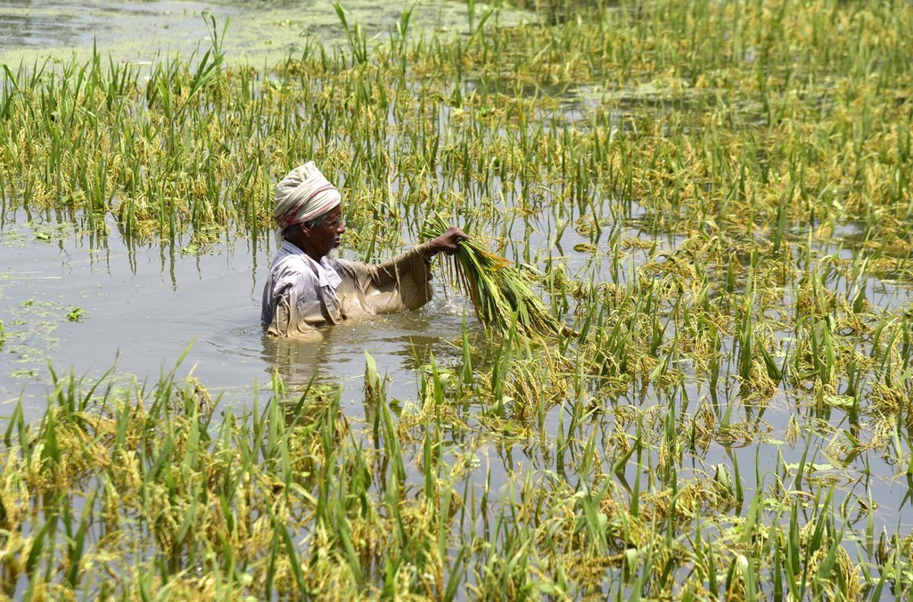 印度古瓦哈提遇水灾农民水中收割水稻