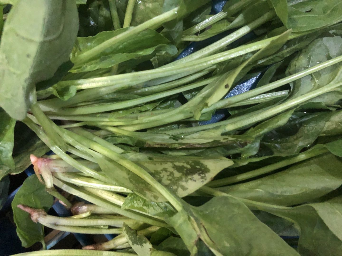 夏季菠菜采后怎么管理农业专家给你支招