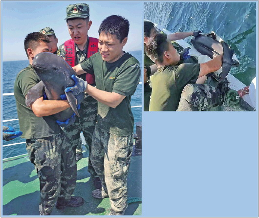 东亚江豚现身长岛 江豚 新浪财经 新浪网