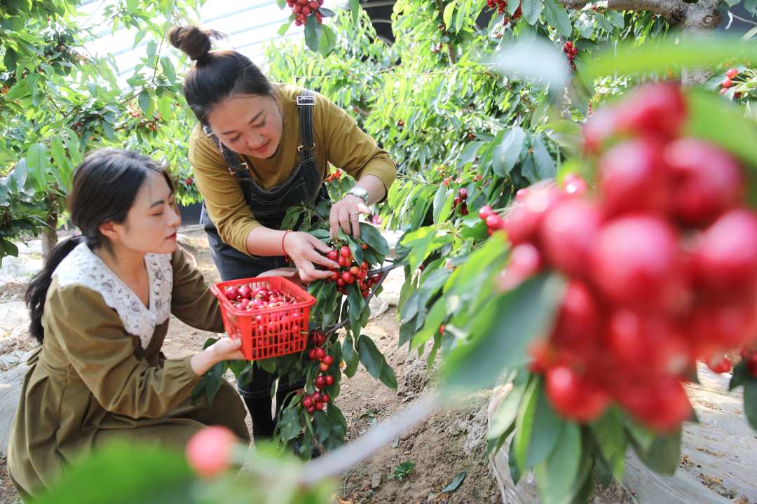 游客在承德县石灰窑镇农业产业园设施棚里采摘樱桃.刘环宇摄