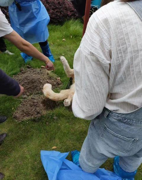 网红鸡排猫疑遭虐杀警方回应