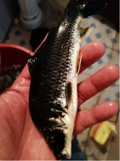 此次百色黑鲤3个市级地方标准的获批立项,将有效搭建起百色黑鲤从人工