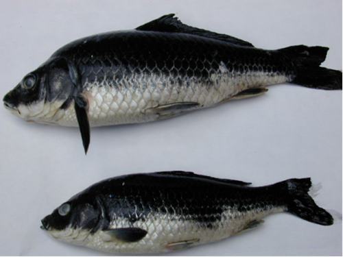 图片为百色黑鲤