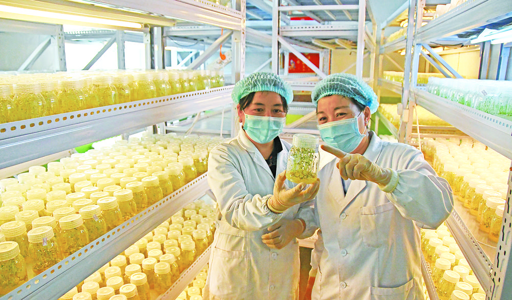 观测马铃薯脱毒苗生长情况。 本报记者 祁万强 王伟才 摄