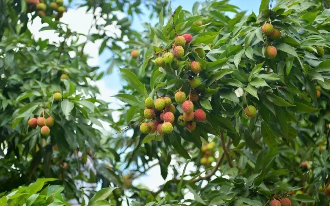 路边的这些水果真不能吃|广东省_新浪财经_新浪网