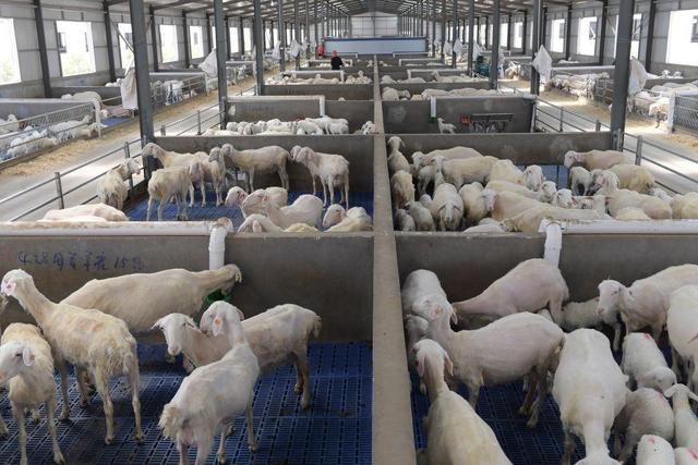 内蒙古河套地区"羊联体"基地养殖的肉羊.新华社记者李云平摄