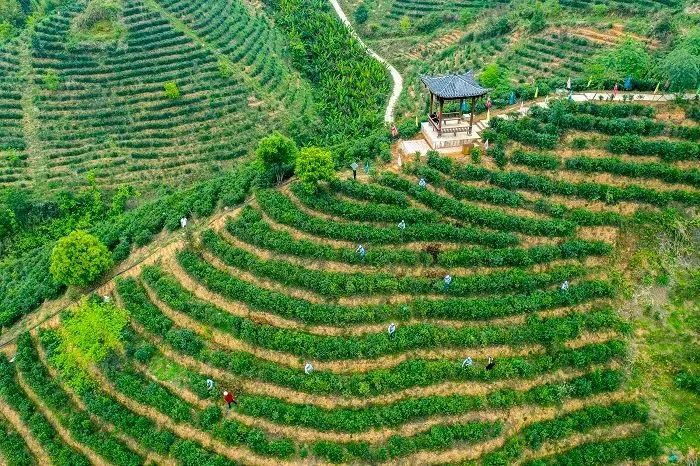 苍梧县六堡镇哈口茶园 何华文 摄(资料图)