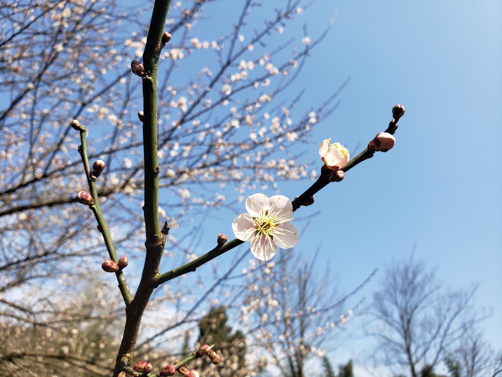 　　图片|梅花