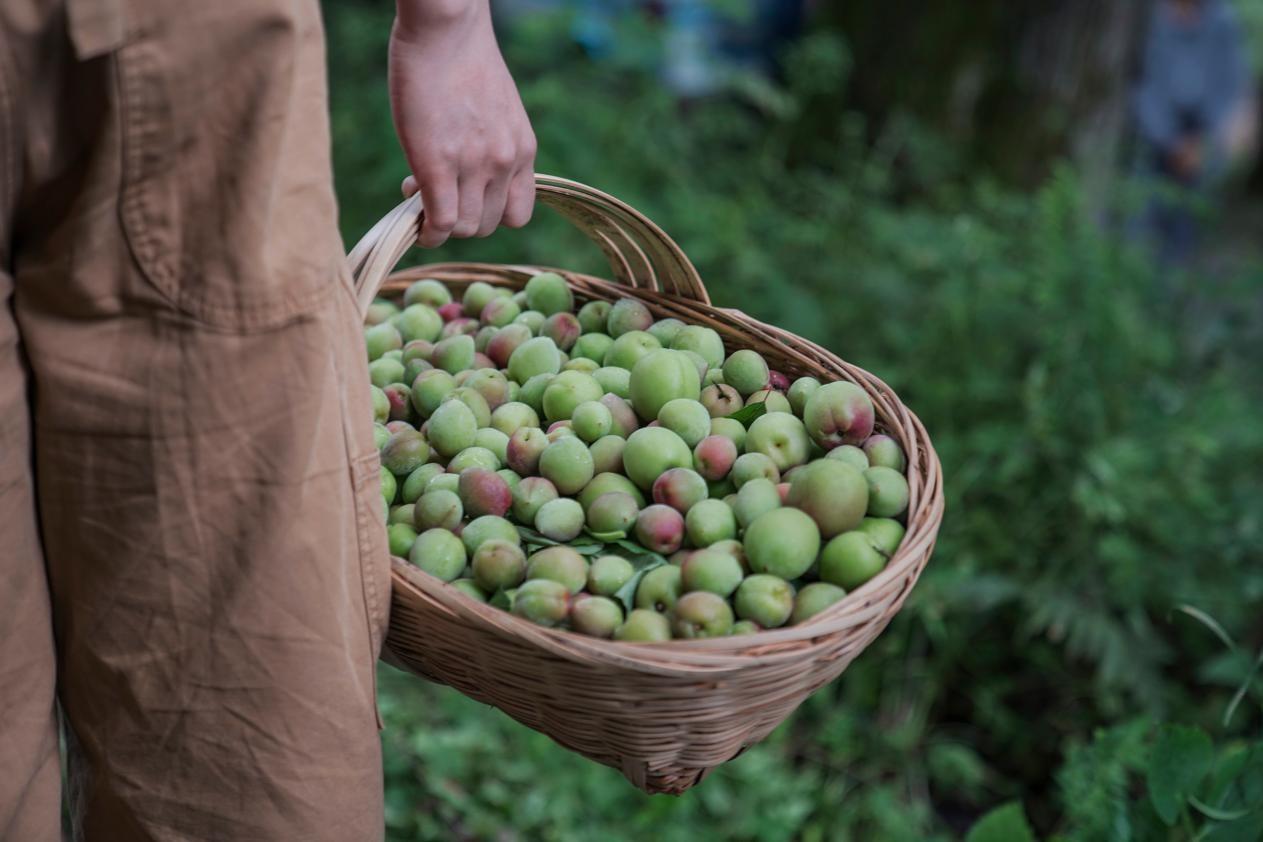 图片|采摘青梅